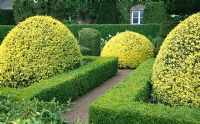 Domes of Buxus sempervirens 'Aureovariegata', clipped Taxus and Hedera in the formal garden - Herterton House, nr Cambo, Morpeth, Northumberland