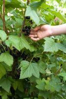 Ribes nigrum - Blackcurrants being picked by an eight year old girl in organic vegeatble garden at Gowan Cottage, Suffolk