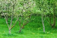 Orchard of old apple trees including Malus 'Kingston Black' - Cider apples in blossom with Primula veris - Cowslips growing in long grass - Gowan Cottage