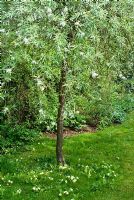 Pyrus salicifolia 'Pendula' - Weeping Silver pear tree underplanted with Primula vulgaris 