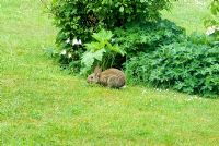 Wild baby rabbit in a domestic garden by a flower bed in May