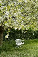 Prunus avium - 37 year old common wild cherry tree in blossom at the beginning of May with a white wooden bench - Gowan Cottage, Suffolk