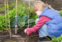 Child tying string around bamboo canes to mark out the planting for rows of carrots, variety - Purple Haze F1 - A child's garden in an organic vegetable garden at Gowan Cottage.