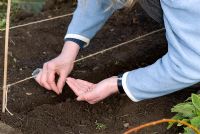 Sowing organic carrot seeds into a drill marked by string tied to a bamboo cane -  Child's Organic vegetable garden, Gowan Cottage