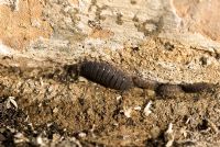 Oniscus asellus - Woodlouse with smaller woodlice by a brick wall