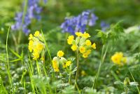 Primula veris - Cowslips with early morning dew in the long grass with Hyacinthoides non-scripta - Bluebells in early May at Gowan Cottage