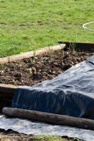 Raised beds made from railway sleepers with Garlic growing in soil that has been improved with well rotted horse manure. The bed is partly covered by a plastic sheet to keep the soil dry and warm for planting potatoes in April - Valley Farm House, Cambridgeshire
