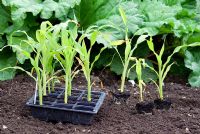 Zea mays - Young Sweetcorn plants grown in plug trays and ready for planting out in an organic vegetable garden