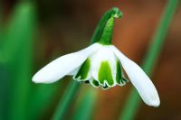 Galanthus nivalis 'Ophelia'- Snowdrop
