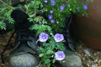 Convolvulus sabatius planted in old pair of boots