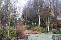 Frosty morning view - Cornus alba 'Westonbirt', Prunus serrula, Cercis siliquastrum, Cornus alba 'Kesselringii' 