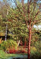 Prunus serrula, Cercis siliquastum, Skimmia and Betula utilis jacquemontii Cornus alba 'Westonbirt'