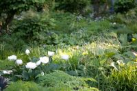 White peonies among leafy undergrowth in The Laurent-Perrier Garden, Design - Tom Stuart-Smith, Sponsor - Laurent-Perrier - Gold Medal Winners at Chelsea Flower Show 2008