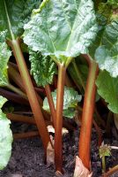 Rheum x hybridum 'Fenton Special' - Rhubarb