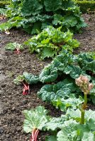 Mixed bed of heritage varieties of Rhubarb with cut stems on soil - 'Hawkes Champagne', 'Cawood Surprise', 'Bakers All Season' and 'Fenton special'