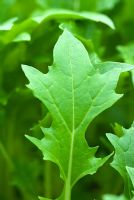 Brassica rapa var. japonica 'Japanese greens' - Baby leaf Mizuna 'Waido'