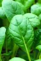 Brassica rapa var rosularis - Baby leaf Tatsoi supi 