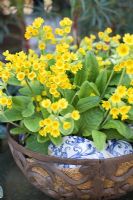 Primula veris in iron planter, broken bits of old blue and white china used to add colour and decoration