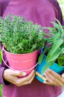 Man holding buckets with herbs - Salvia officinalis and Thymus