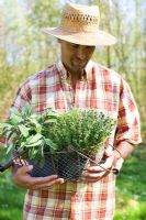 Man holding basket with herbs - Salvia and Thymus