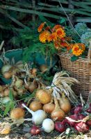 Collection of Onions - Allium 'Albion', 'Sturon' and 'Brunswick'