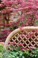 Bamboo trellis with Acer 'Shojo'. Garden - Princess Moon - East Wind II, Uchiyama Landscape Construction Company - Design - Koji Ninomiya