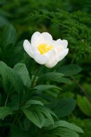 White Paeonia - Peony from Garden - The Laurent-Perrier Garden, Design - Tom Stuart-Smith, Sponsor - Laurent-Perrier - Gold Medal Winners and Best Show garden