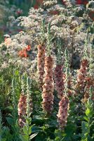 Verbascum 'Helen Johnson' with Anthriscus sylvestris 'Ravenswing' at The Largest Room in The House, Contractor Leeds City Council, Sponsors - GMI Property Company, The Royal British Legion, Toc H, RHS Chelsea Flower Show 2008