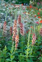 Verbascum 'Helen Johnson' with Anthriscus sylvestris 'Ravenswing' at The Larget Room in The  house, Contractor Leeds City Council, Sponsors - GMI Property Company, The Royal British Legion, Toc H  - RHS Chelsea Flower Show