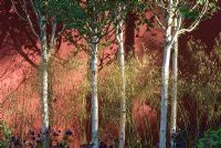 Betula - Himalayan Birch and Stipa gigantea growing against painted wall in The Lloyds TSB Garden, Design Trevor Tooth, Sponsor LLoyds TSB - Chelsea Flower Show 2008
