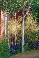 Betula 'Himalayan Birch' and Stipa gigantea growing between raised wooden path and painted wall at The Lloyds TSB Garden, Design Trevor Tooth, Sponsor LLoyds TSB - Chelsea Flower Show 2008
