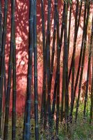 Bambusa phyllostachys nigra - Bamboo against a painted red wall at The Lloyds TSB Garden, Design Trevor Tooth, Sponsor LLoyds TSB - Chelsea Flower Show 2008

