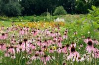 Echinacea purpurea planted en masse to form a prairie style garden