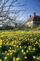 Spring Narcissus en masse at Christopher Lloyd's garden, Great Dixter, Sussex