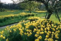 Spring Narcissus en masse at Christopher Lloyd's garden, Great Dixter, Sussex