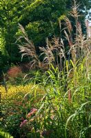 Early Autumn garden with ornamental grasses