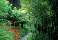 Tree Ferns, Bamboo and Crocosmia in border beside path - Trebah, Cornwall