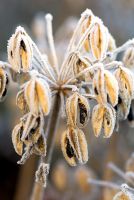 Frosty Agapanthus 'Premiere' seedheads in November 