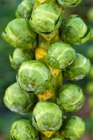 Brassica 'Diablo' - Brussels Sprouts 