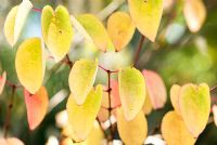 Cercidiphyllum japonicum 'Heronswood Globe' - Katsura Tree