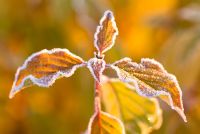 Cornus sanguinea 'Midwinter Fire' - Frosted Dogwood foliage