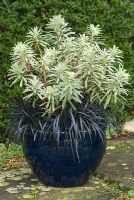 Winter container combination with Euphorbia characias 'Silver Swan' - Spurge and Ophiopogon planiscapus nigrescens - Snakesbeard