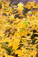 Euphorbia wallichii - Spurge with golden foliage in November
