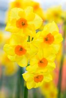 Narcissus 'Martinette' - Daffodils