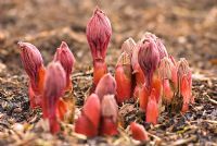 New shoots of Paeonia obovata 'Grandiflora' in February