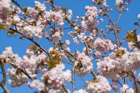 Prunus 'Matsumae-Akathu-kinokane' - Cherry blossom