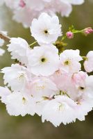 Prunus 'Matsumae Shirakinu' - Cherry blossom