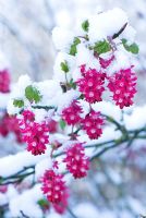 Ribes sanguineum - Flowering Currant with snow