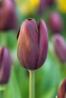 Tulipa 'Cafe Noir' - Single Late Group