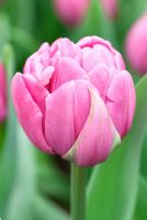 Tulipa 'Double Dream'